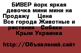 БИВЕР йорк яркая девочка мини мини на Продажу! › Цена ­ 45 000 - Все города Животные и растения » Собаки   . Крым,Украинка